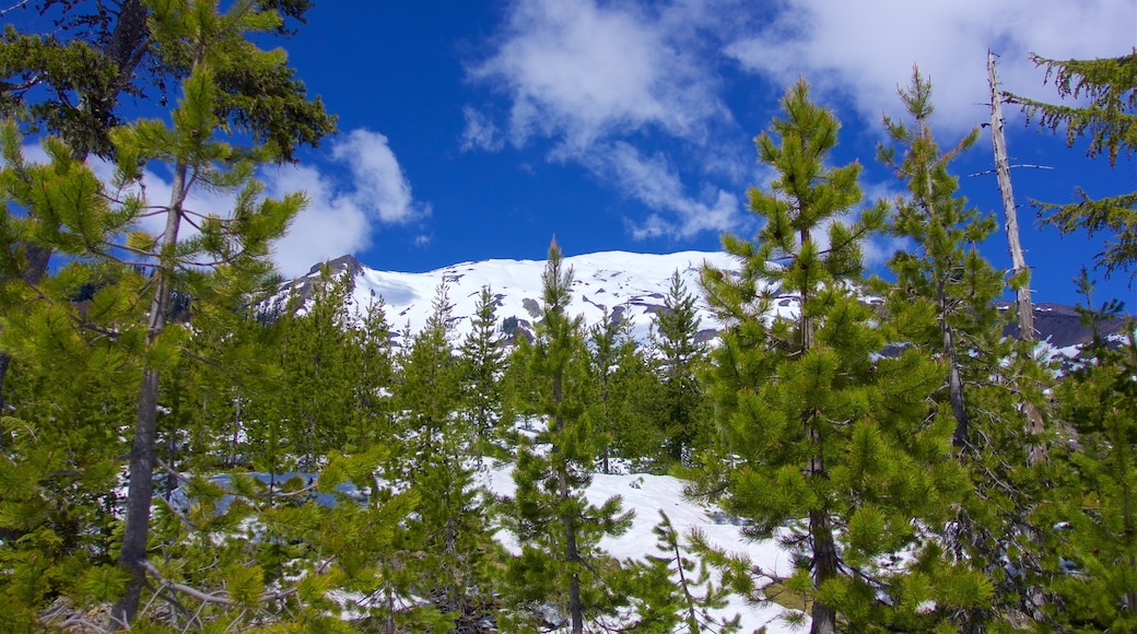 Mount St. Helens che include paesaggi rilassanti e neve