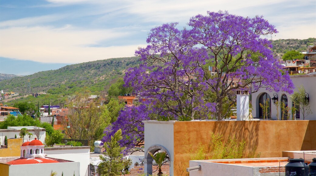 San Miguel de Allende qui includes fleurs sauvages et scènes tranquilles