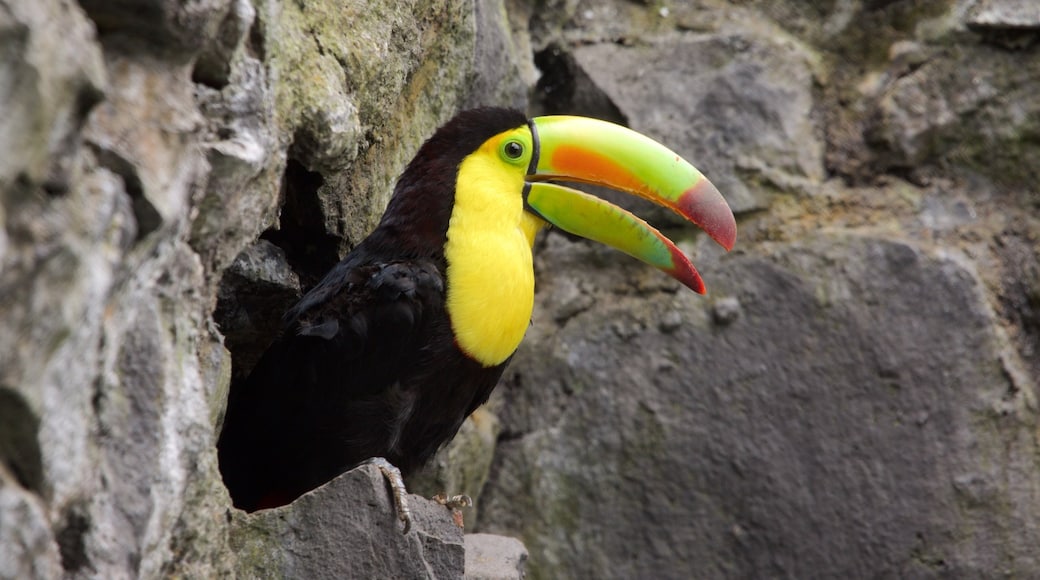 Zoo de Zacango qui includes vie des oiseaux