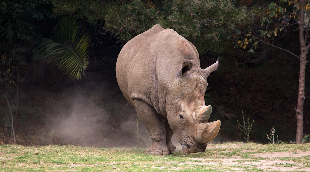 Zacango Zoo which includes land animals and zoo animals