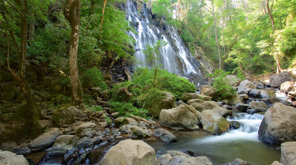 Velo de Novia Waterfalls which includes a river or creek, forest scenes and a waterfall