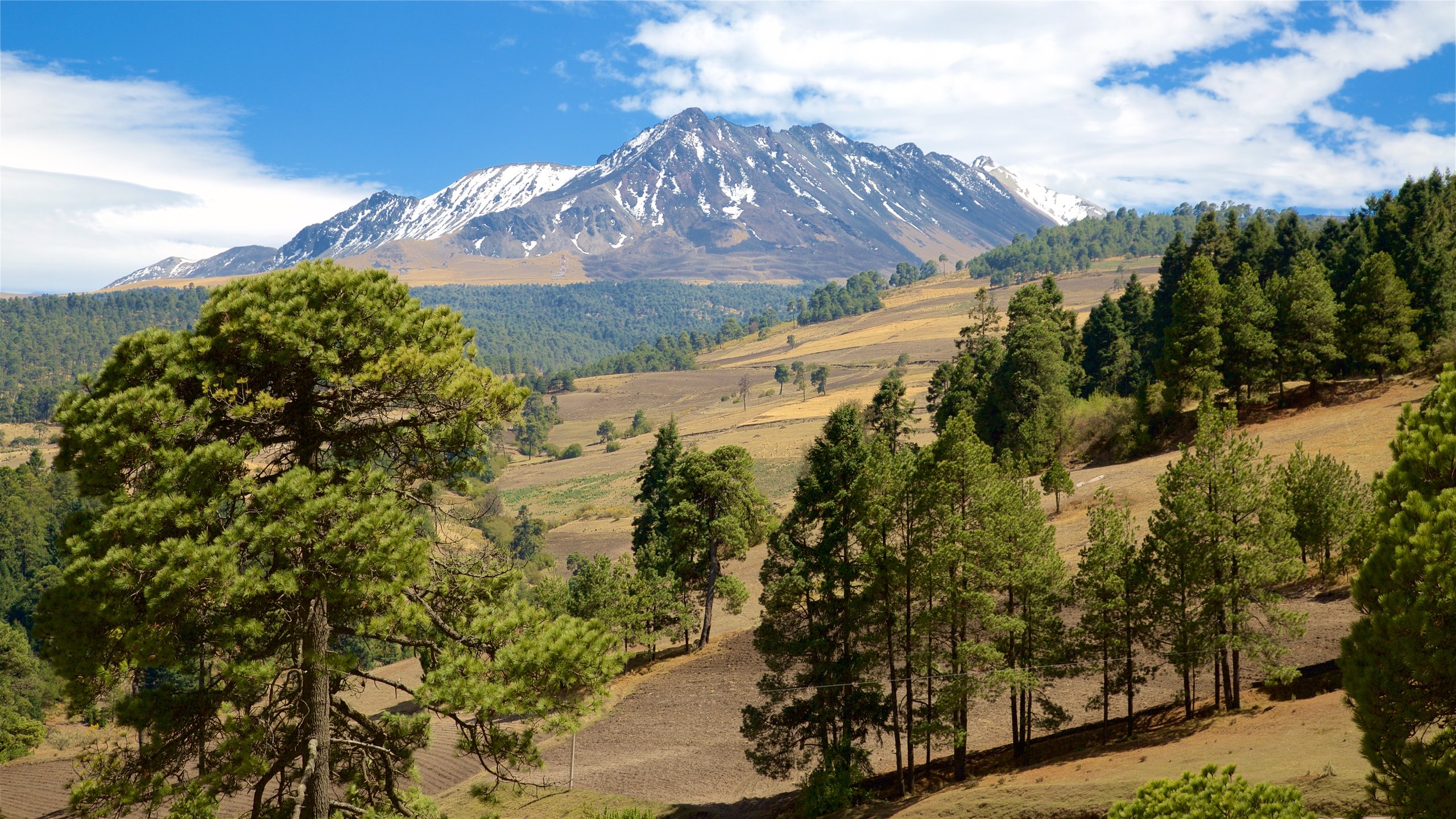 Toluca