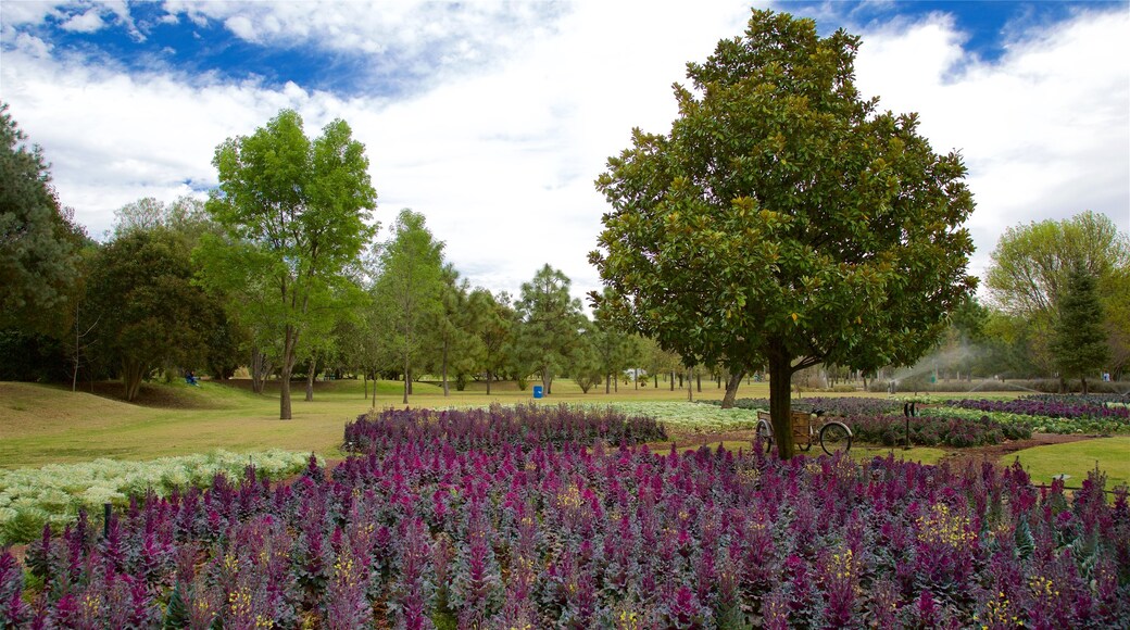 Xochitla che include parco e fiori di campo