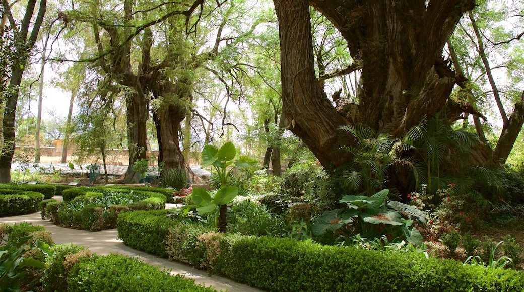 Huichapan featuring a park