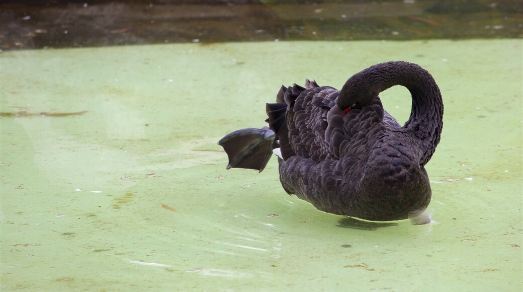 Zoológico de Zacango bevat vogels