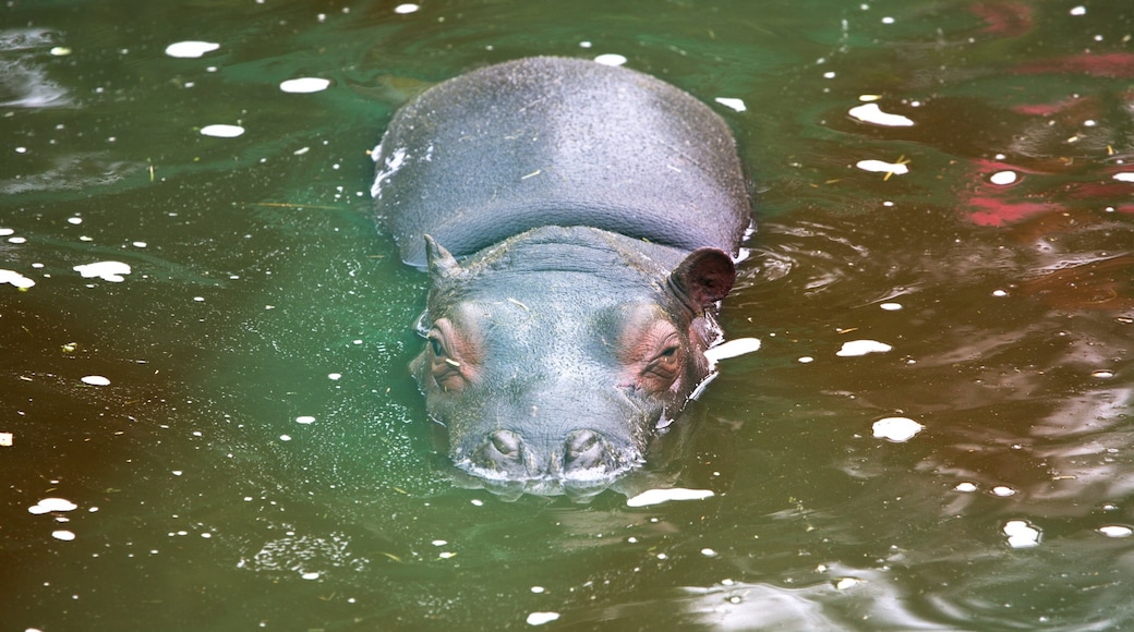 Zoológico de Zacango bevat gevaarlijke dieren