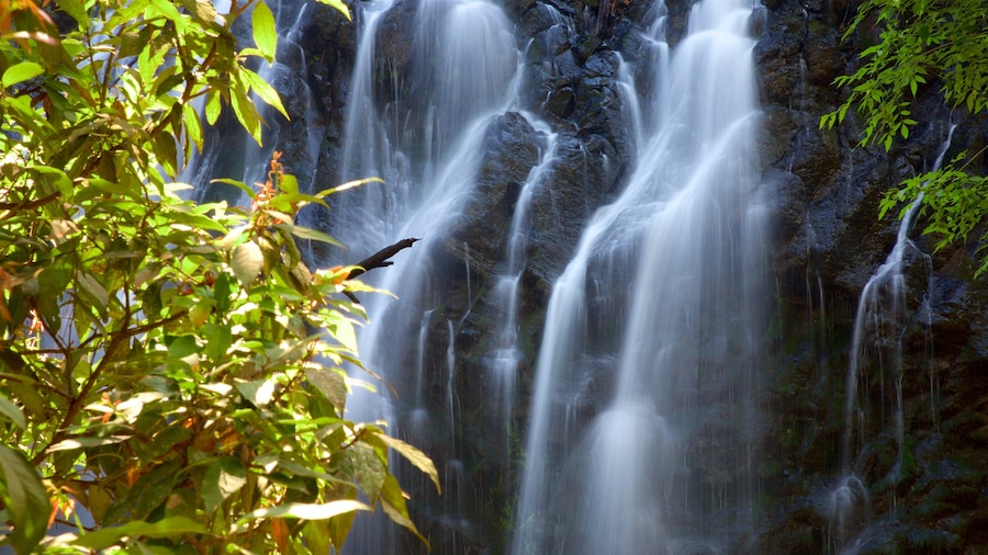 Velo de Novia Waterfalls featuring a waterfall