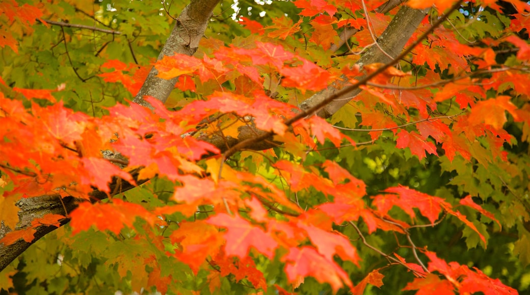 Pennsylvania central mostrando los colores del otoño