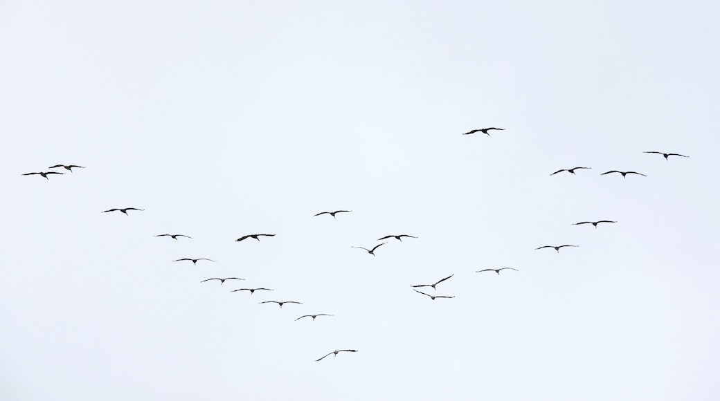 海角天涯 设有 鳥禽動物