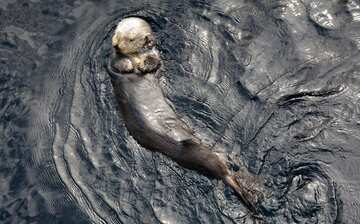 Visit Monterey Bay Aquarium in Monterey | Expedia