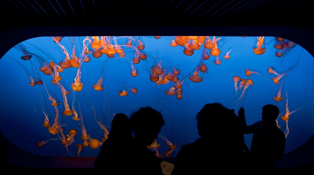 Monterey Bay Aquarium welches beinhaltet Meeresbewohner