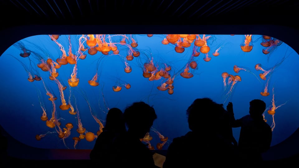 Monterey Bay Aquarium featuring marine life