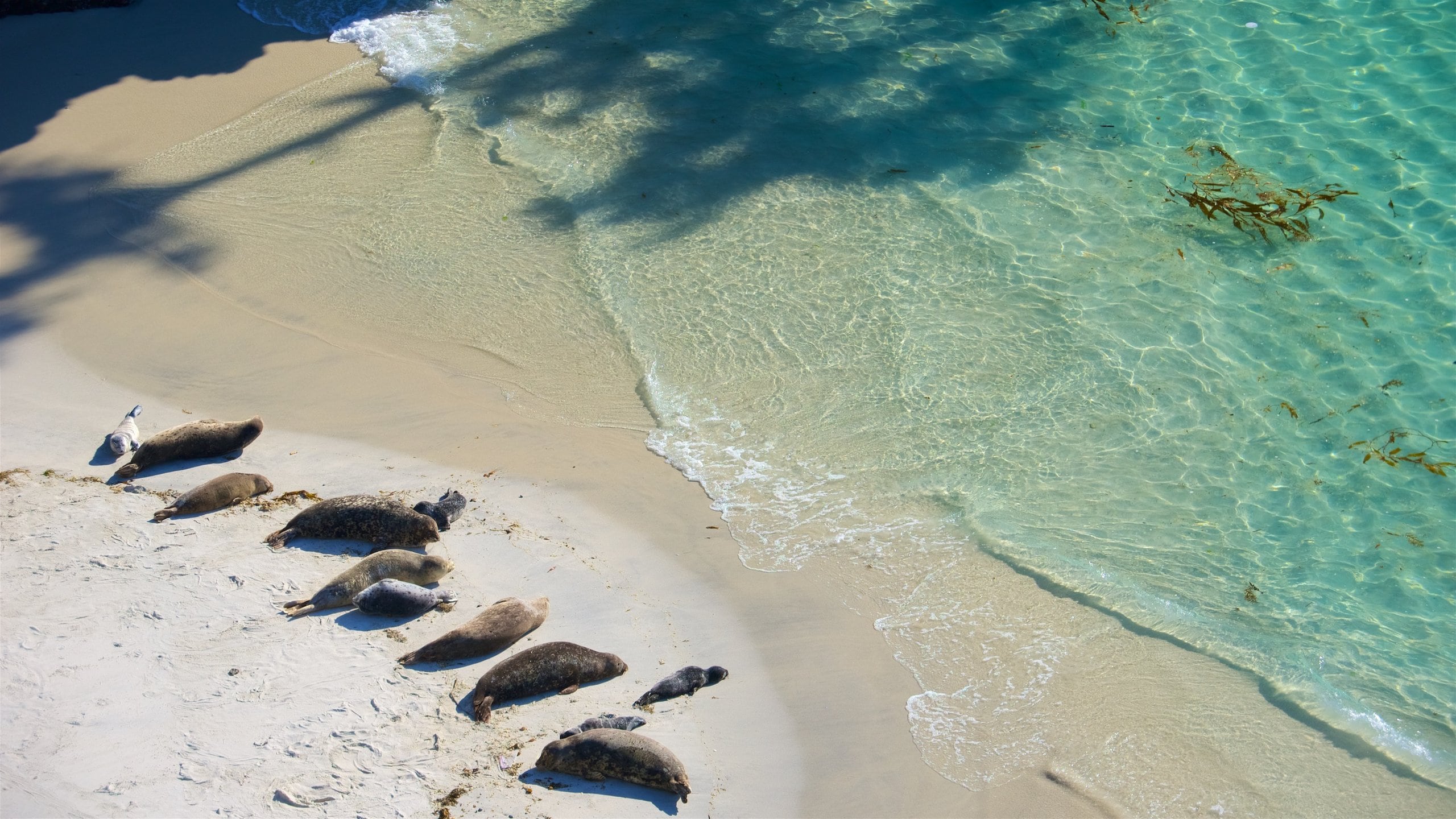 Point Lobos State Natural Reserve which includes general coastal views, a beach and marine life