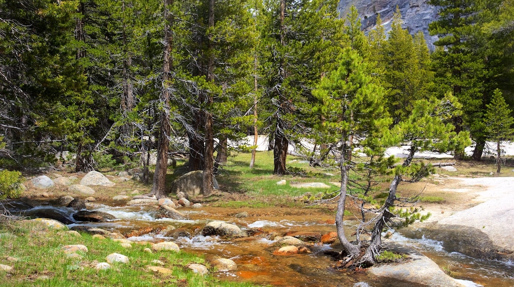 Tuolumne Meadows das einen ruhige Szenerie und Fluss oder Bach