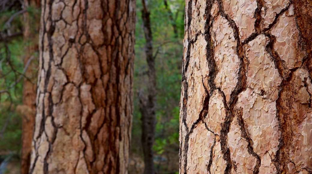 El Capitan showing forest scenes