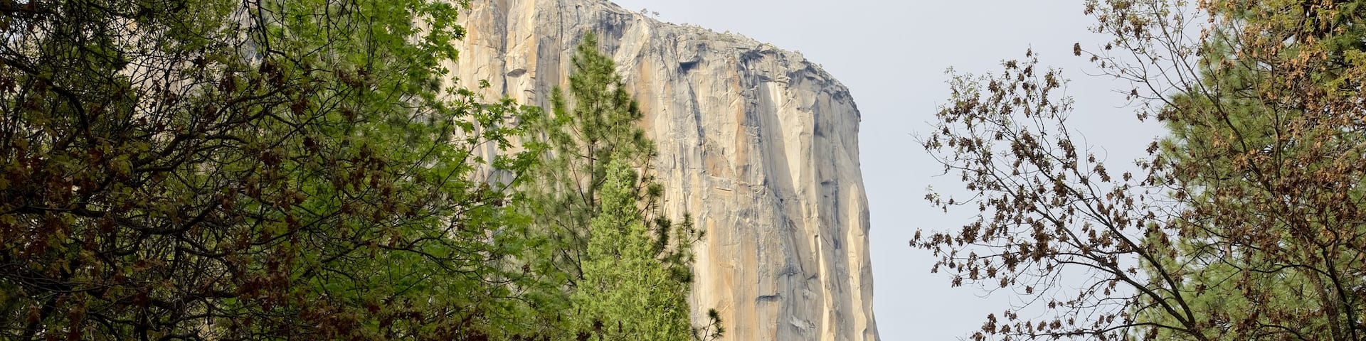 El Capitan which includes forest scenes and a gorge or canyon