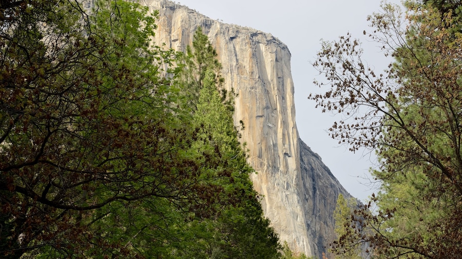 El Capitan which includes forest scenes and a gorge or canyon