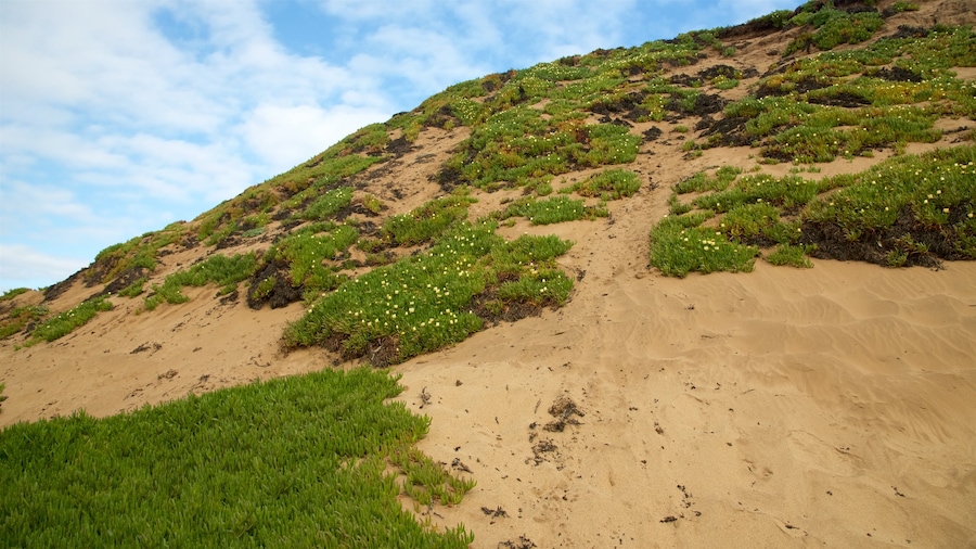 Fort Ord Dunes State Park showing a beach