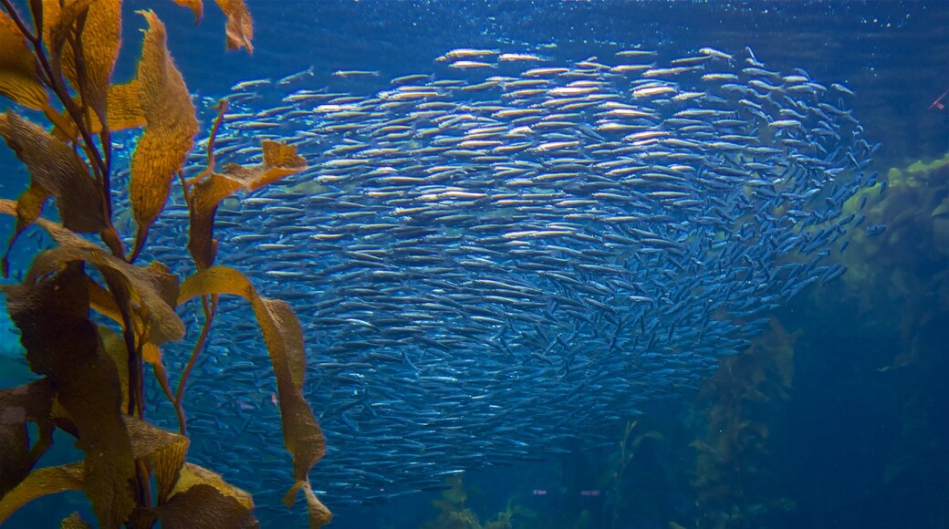 蒙特利灣水族館 呈现出 海洋生物