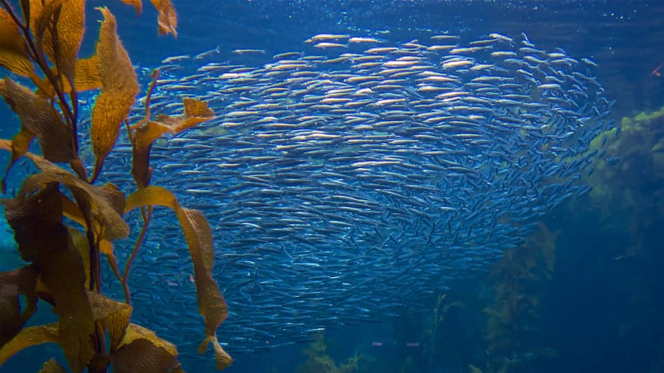 Monterey Bay Aquarium showing marine life