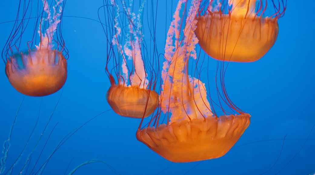 Monterey Bay Aquarium which includes marine life