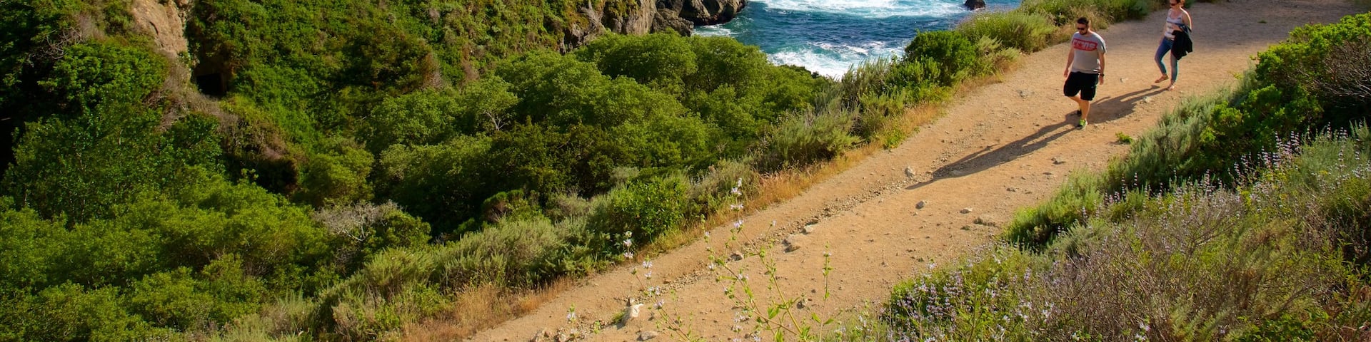 Partington Cove which includes forests, hiking or walking and general coastal views