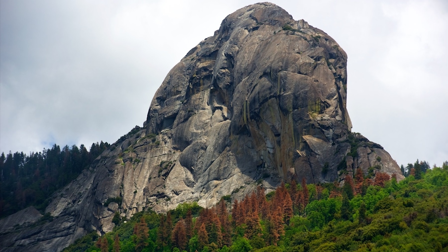 Sequoia National Park caracterizando montanhas e cenas tranquilas
