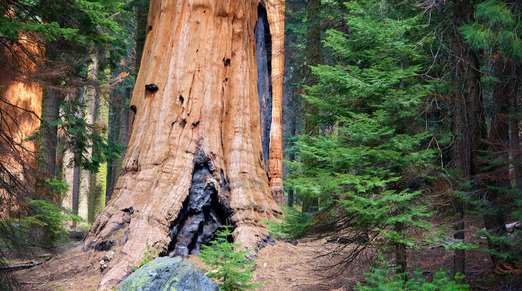 Sequoia National Park toont bossen