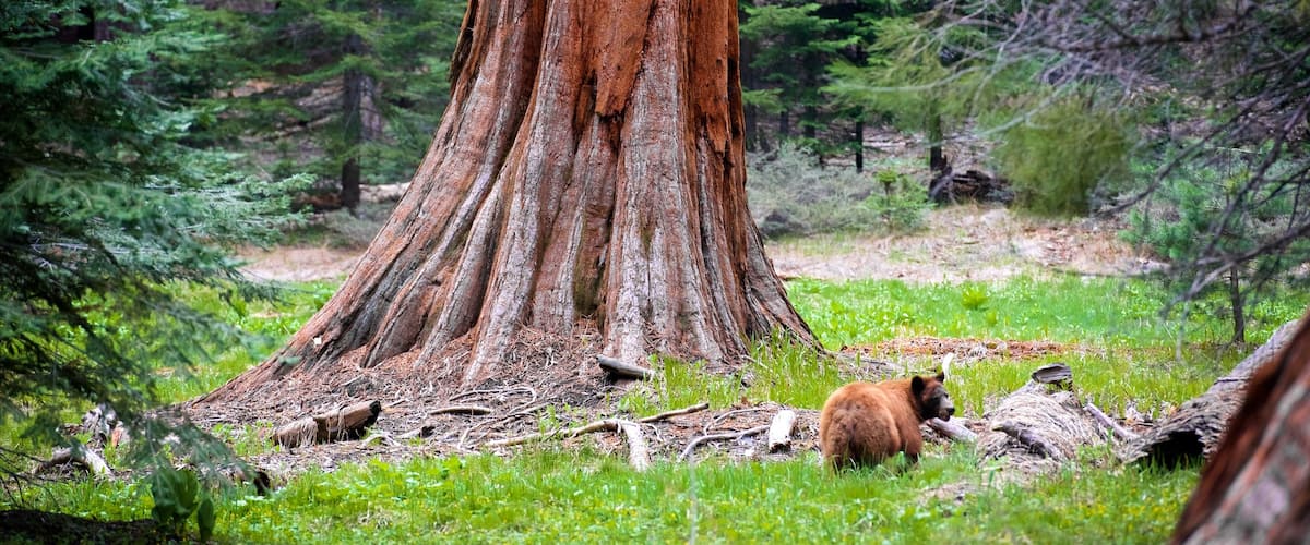 Sequoia National Park showing forests and dangerous animals