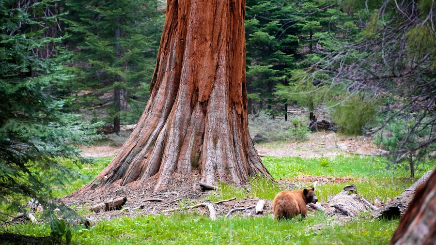Sequoia National Park som viser farlige dyr og skovområder