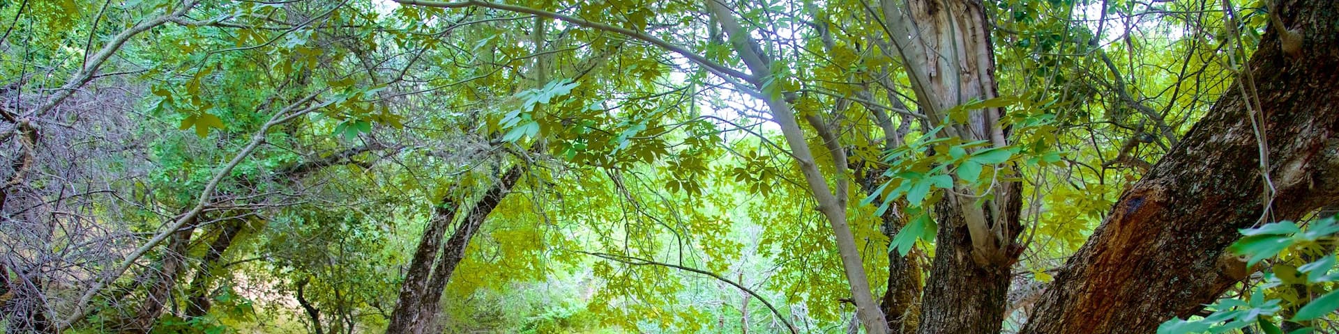 Pinnacles National Park which includes rainforest and hiking or walking as well as a small group of people