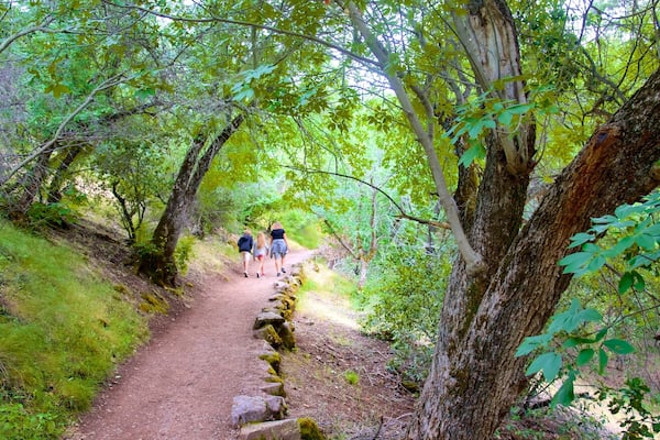 Pinnacles National Park mit einem Regenwald und Wandern oder Spazieren sowie kleine Menschengruppe