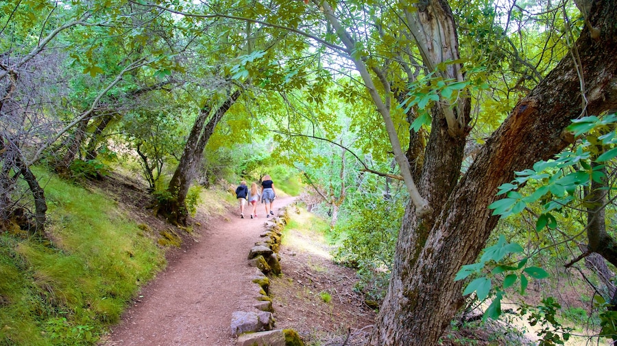 Pinnacles National Park featuring rainforest and hiking or walking as well as a small group of people