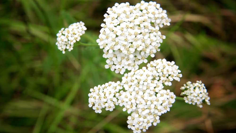 Pinnacles National Park which includes wild flowers