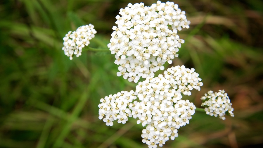 Pinnacles National Park showing wild flowers