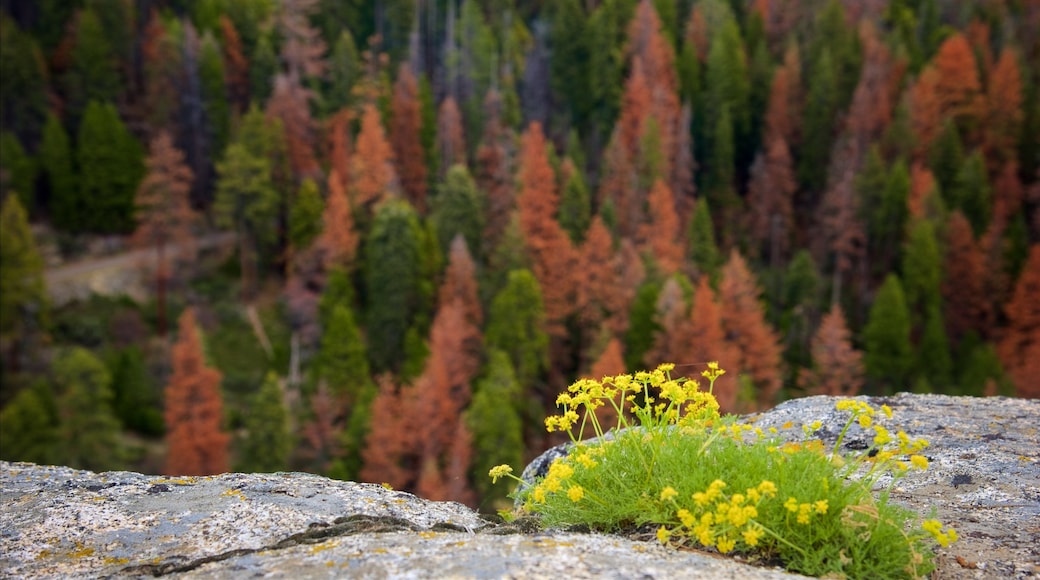 Sequoia National Park showing forest scenes and flowers