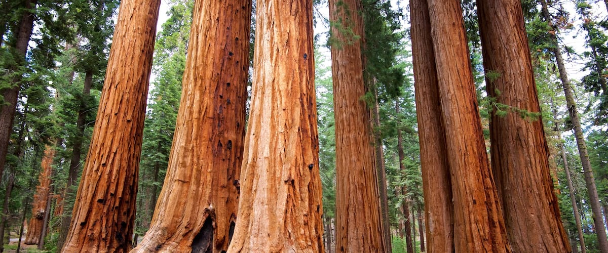 Parco Nazionale di Sequoia mostrando foresta cosi come ragazza