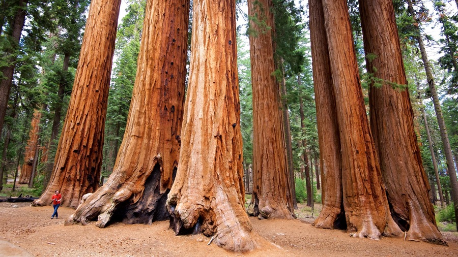 Sequoia National Park ofreciendo escenas forestales y también una mujer