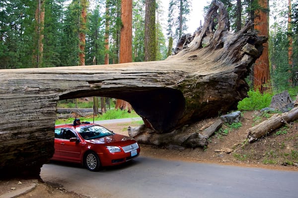 Sequoia-Nationalpark das einen Waldmotive