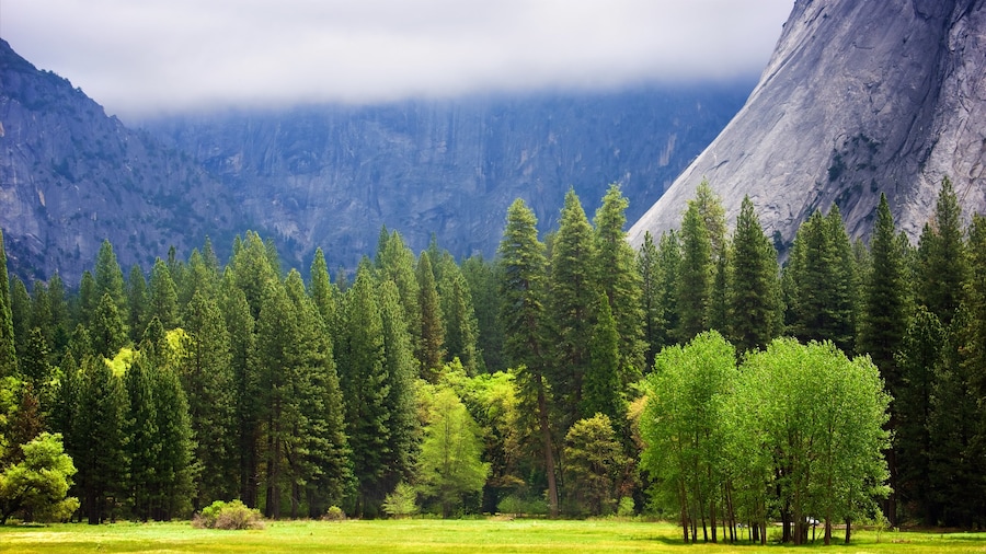 Parc naturel Ahwahnee Meadow