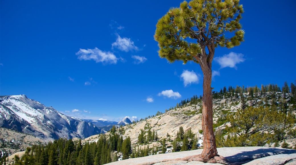 Olmsted Point which includes tranquil scenes