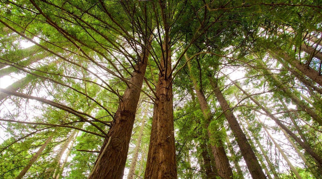 Redwood Regional Park showing forests