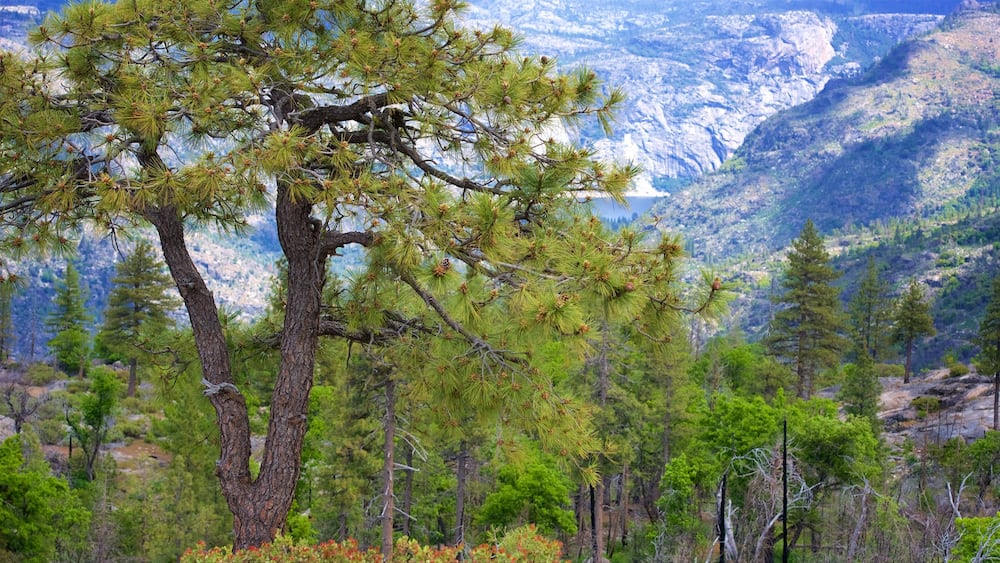 Lac Hetch Hetchy mettant en vedette forêts