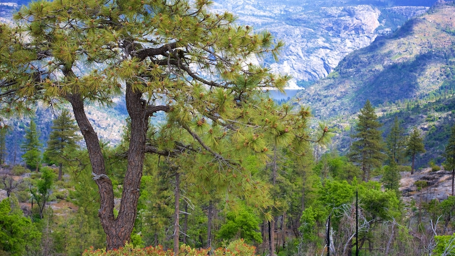 Hetch Hetchy Lake toont bos