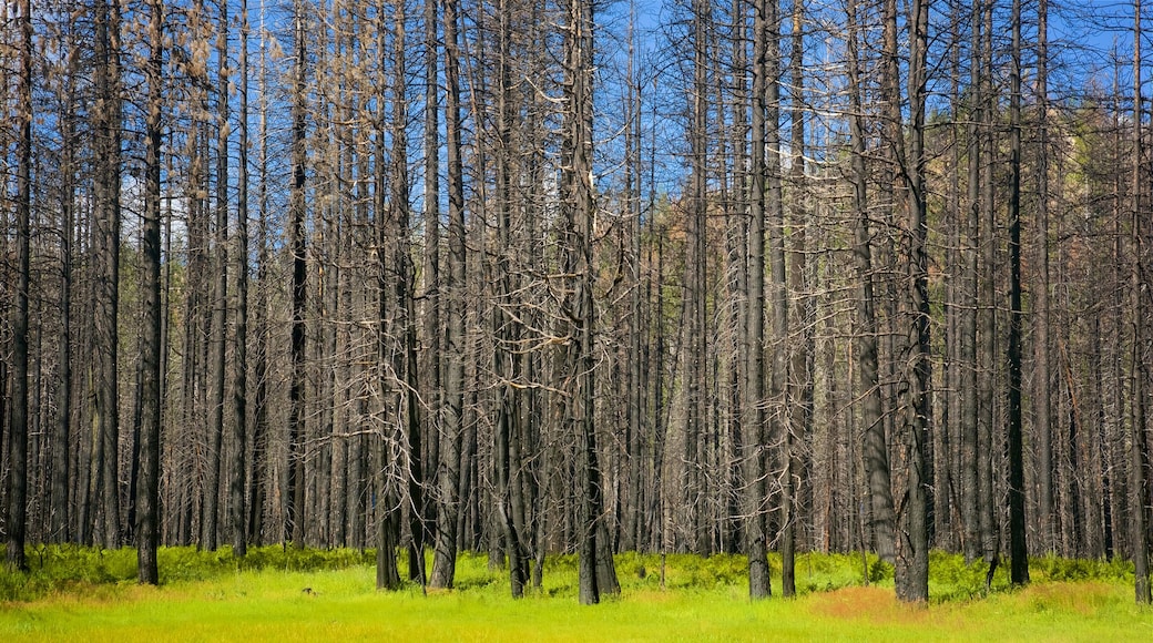 Hetch Hetchy Reservoir showing forests