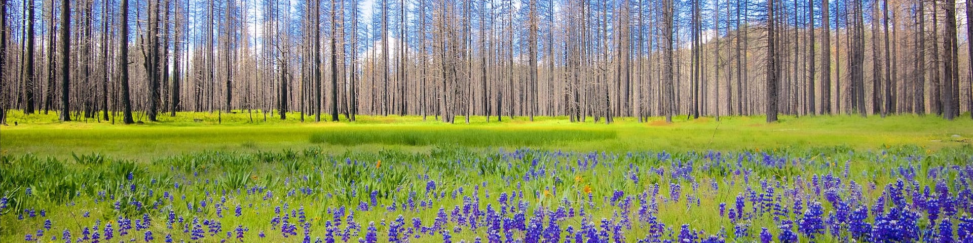 Hetch Hetchy Reservoir featuring tranquil scenes, forest scenes and wildflowers