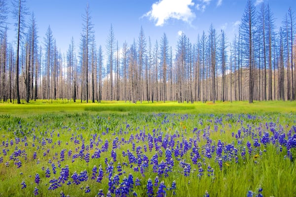 Hetch Hetchy Reservoir welches beinhaltet ruhige Szenerie, Waldmotive und Wildblumen