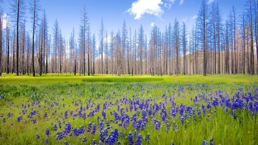 Hetch Hetchy Reservoir featuring tranquil scenes, forest scenes and wildflowers