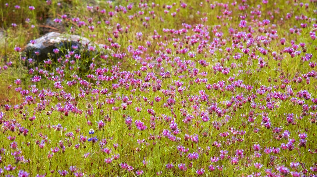 Reserva Hetch Hetchy que incluye flores silvestres