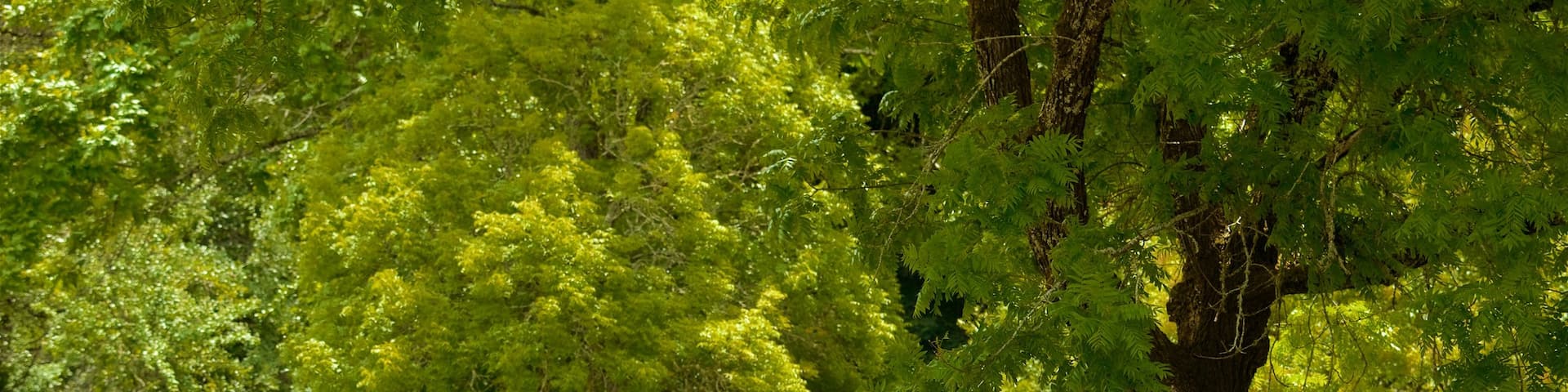 Redwood Regional Park